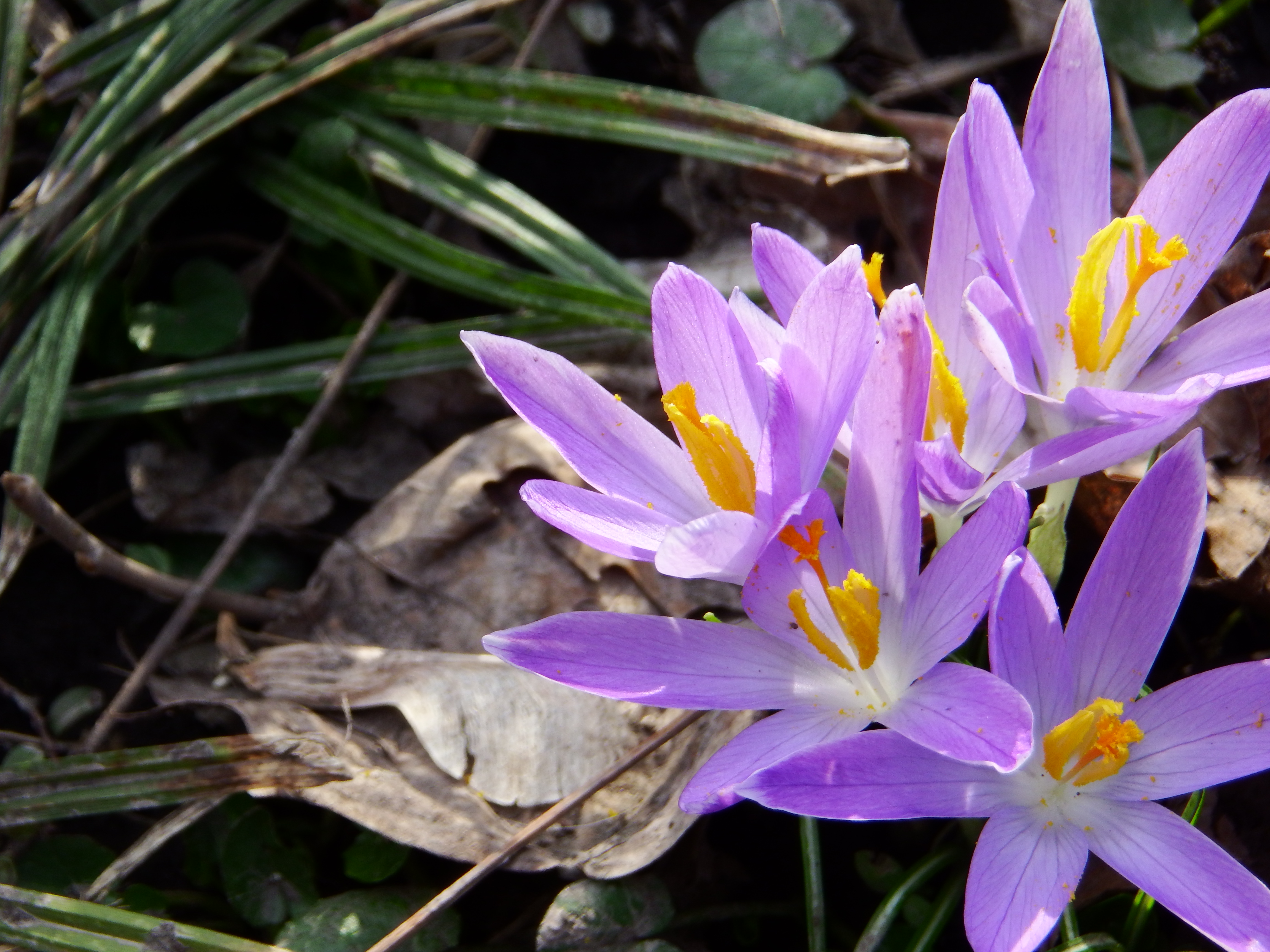 Crocus