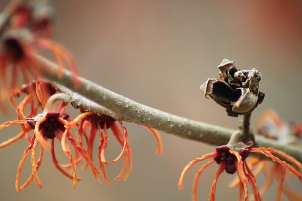 Hamamelis x intermedia 'Rubin' Seed Capsule and Flowers