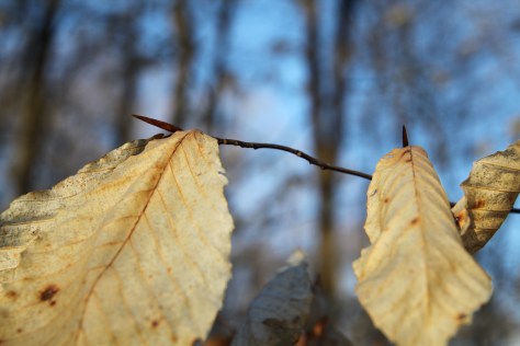 Buds of the young beech tree protected by leaves hanging on through the winter.