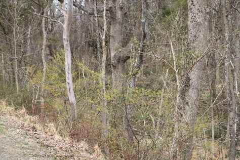 Spicebush brightens up an early spring forest.