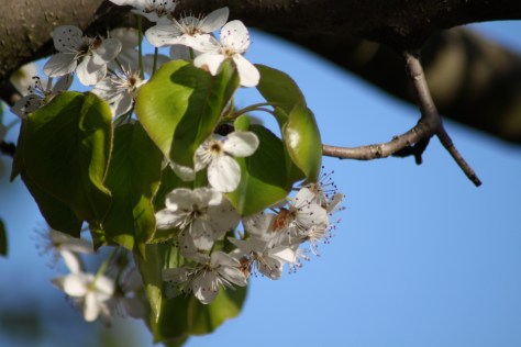 Flowers and emerging leaves of Bradford Pear