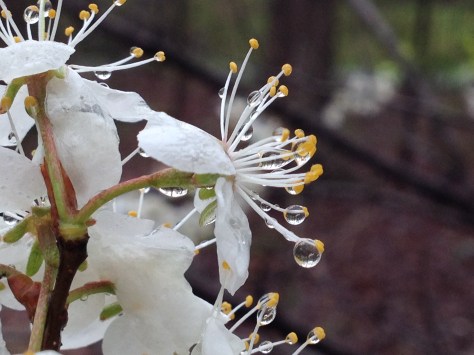 American Plum after last night's heavy rains. The sweet fragrance is still evident on the wet blooms.
