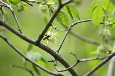 Pollinator Friendly Bladdernut