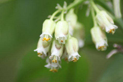 Bladdernut Flowers