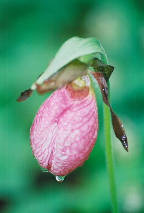 Lady Slipper in the morning mist.