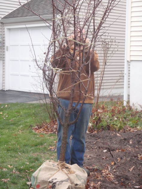 American Plum ready for transport.