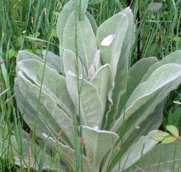 Common Mullein (Verbascum thapsus)