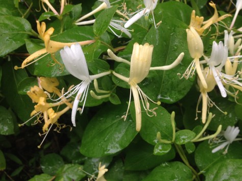 Japanese Honeysuckle Flowers