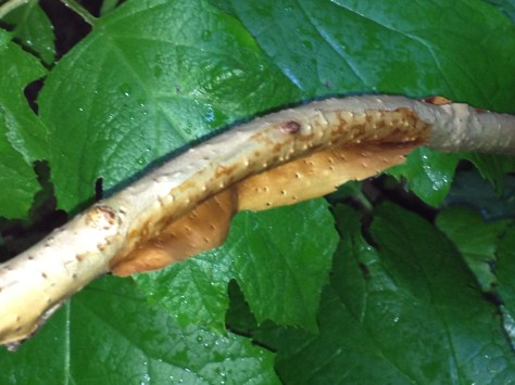 Exfoliating bark of Oakleaf Hydrangea
