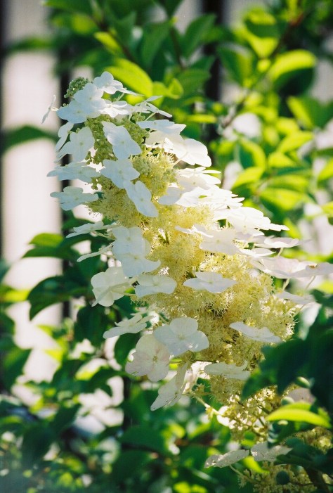 Oakleaf Hydrangea Flower mid-summer