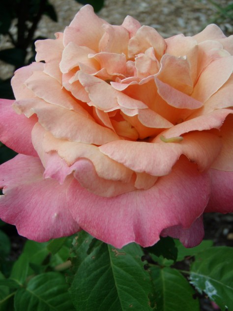 Ornamental Roses like this may have roots of multiflora rose