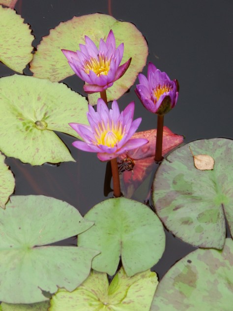 Lily Pond at the Narrows Botanical Garden
