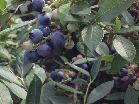 Highbush Blueberry