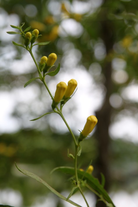 Buds of Yellow False Foxglove
