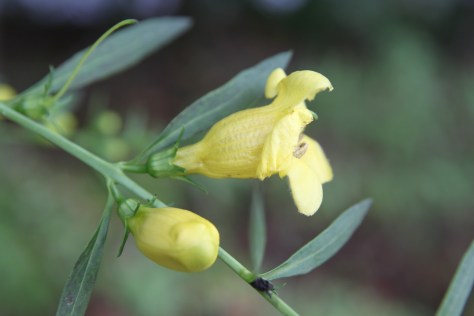 Yellow False Foxglove Flowers