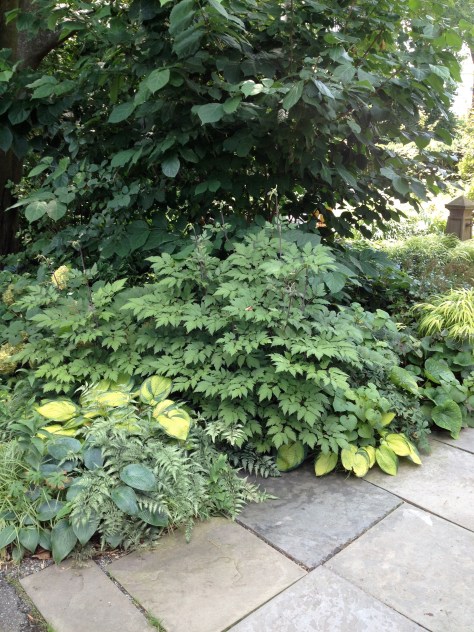 Scott Arboretum Foliage and Textures