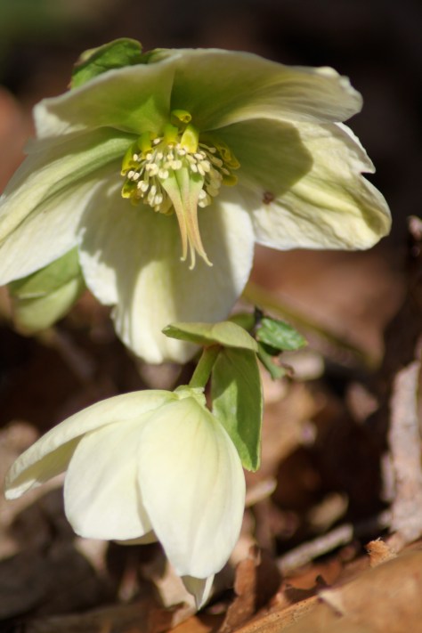 Hellebore Flower