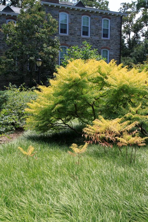 Tiger Eyes Sumac. Ground cover is Liriope.