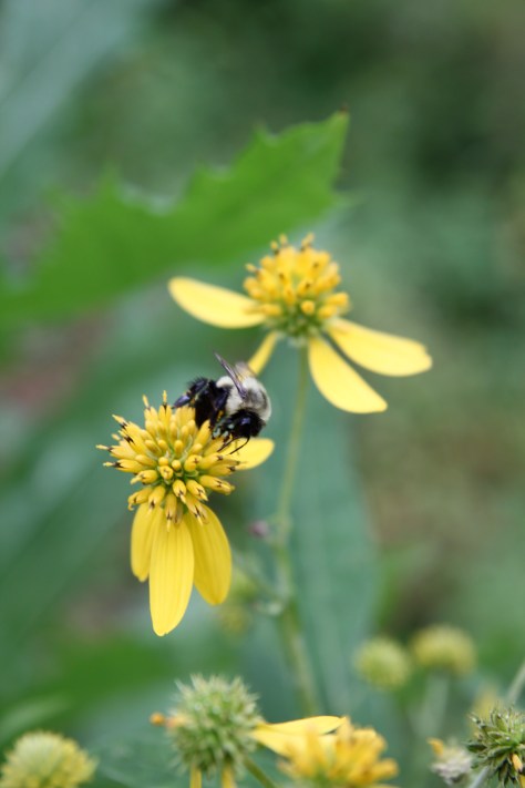 Can you tell if this bee has a long tongue?