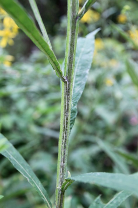 How the wing stem got its name.