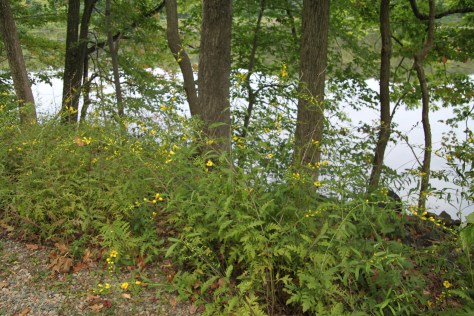 Along the banks of a lake, under red and white oaks, next to a gravelly trail - I found Yellow False Foxglove.