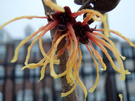 The flower of Jalena Witchhazel