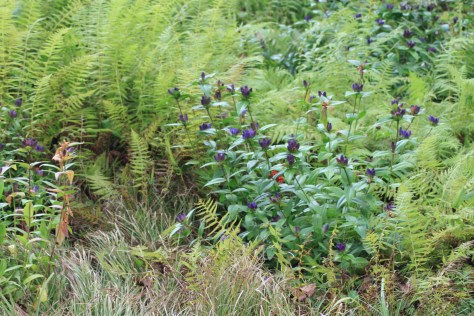 You don't see them often, but where they are happy they will multiply readily.