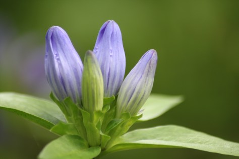 Flower colors can range from pale purple to deep sapphire depending on age, light, time of day.