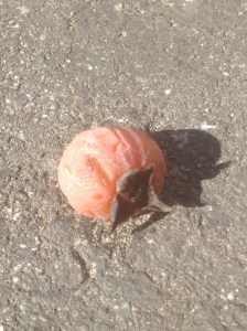 Parking lot persimmon