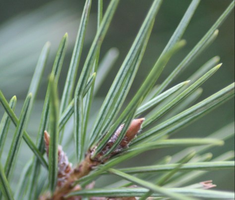Douglas Fir (Pesudotsuga menziesii)