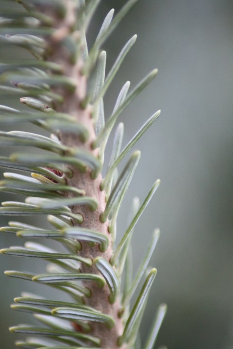 Fraser Fir (Abies fraseri)