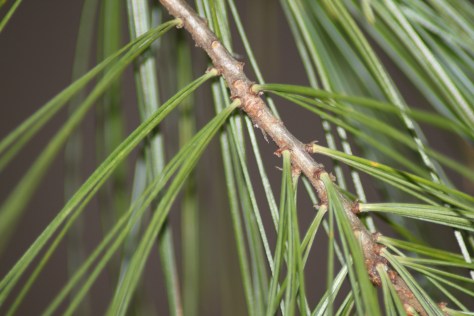 Pinus strobus