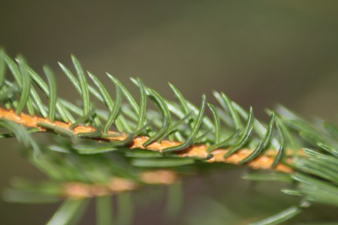 Norway Sprunce (Picea abies)