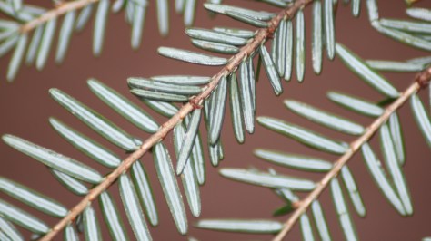 Canadian Hemlock (Tsuga canadensis) 