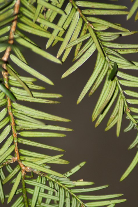 Yew (Taxus baccata)