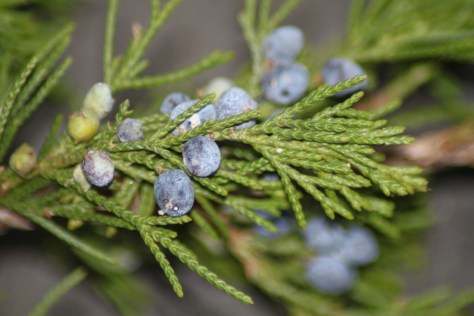 Juniperus virginiana with Berries
