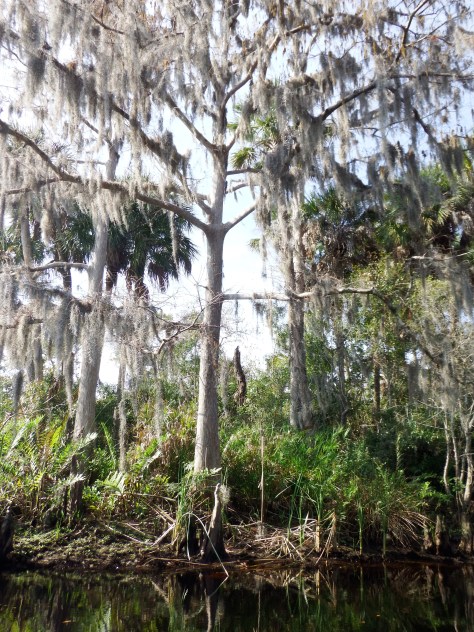 Spanish Moss on Bald Cypress