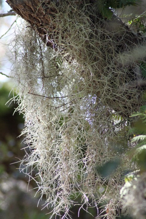 Many Bromeliads Drip from a Live Oak Branch