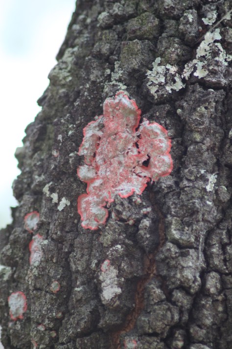 Christmas Wreath Lichen