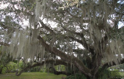 A Well-Accessorized Live Oak