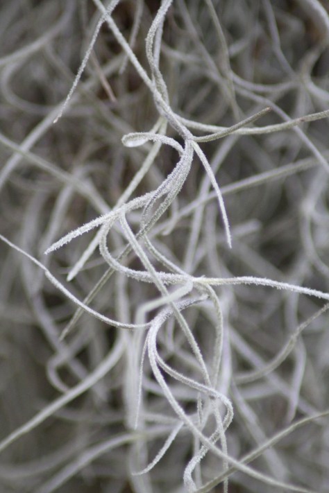 Individual Bromeliads of Spanish Moss are quite small