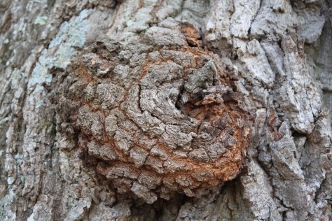 Small Burl on a Big tree in West Virginia 