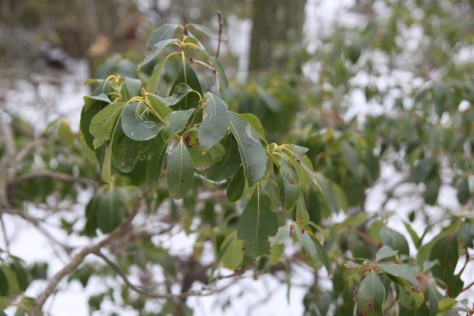 Mountain Laurel, though living in the same environment, do not exhibit thermonasty to the extent our native rhododendrons do. They have other ways of dealing with winter extremes. 