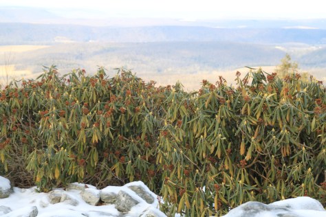Rhododendrons on an exposed ledge at Hawk Mountain Sanctuary in PA. Curled leaves protect these plants from sunburn and moisture loss even in this exposed location.