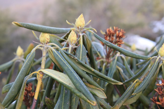 Tightly curled in protection, the leaves of Rhodendron exhibit the 'droop and curl' of thermonasty. This allows the shrub to survive winter winds and light. Hawk Mountain Sanctuary, PA