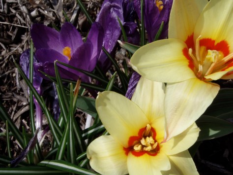 Springtime Crocus and Tulips also exhibit thermonasty when they open with the sunrise in the morning and close as the sun sets.