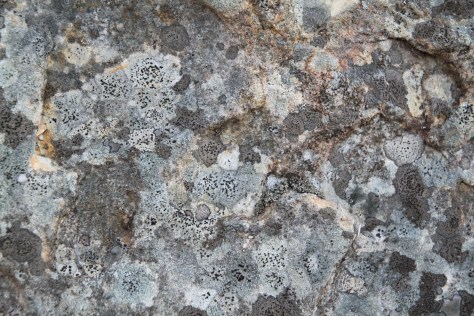 A variety of lichens encrust a boulder at Seneca Rocks in West Virginia