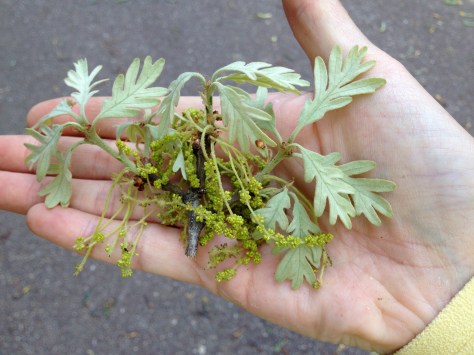White Oak (Quercus alba) catkins and newly emerging leaves.