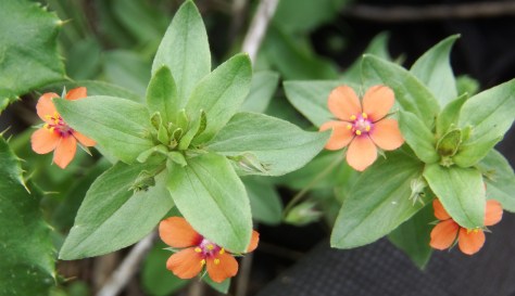 The demure Scarlet Pimpernel