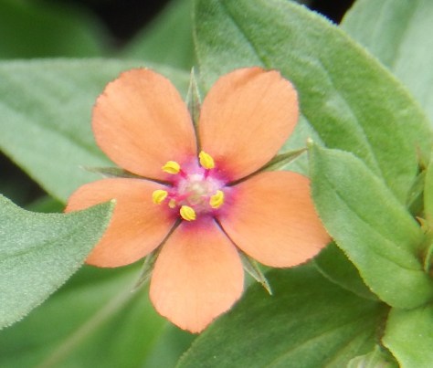 Scarlet Pimpernel Flower